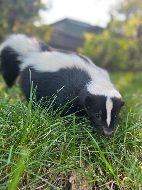 A skunk is seen in an undated handout photo.